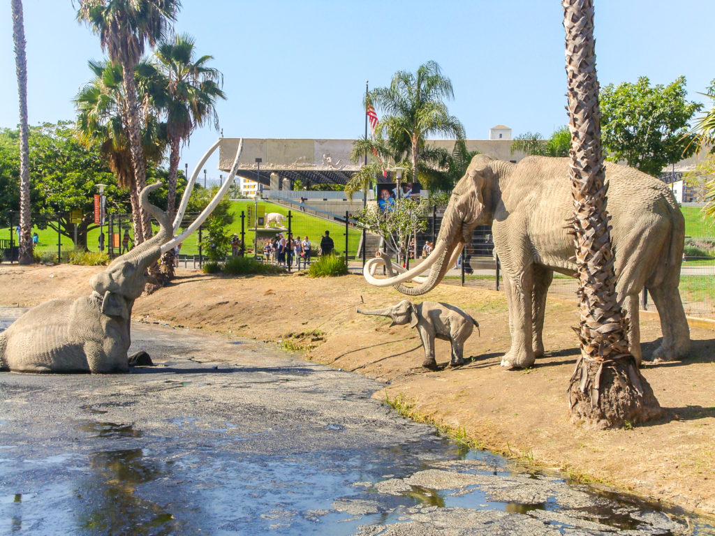fake wooly mammoths in a tar pit at the La Brea Tar Pits in Los Angeles