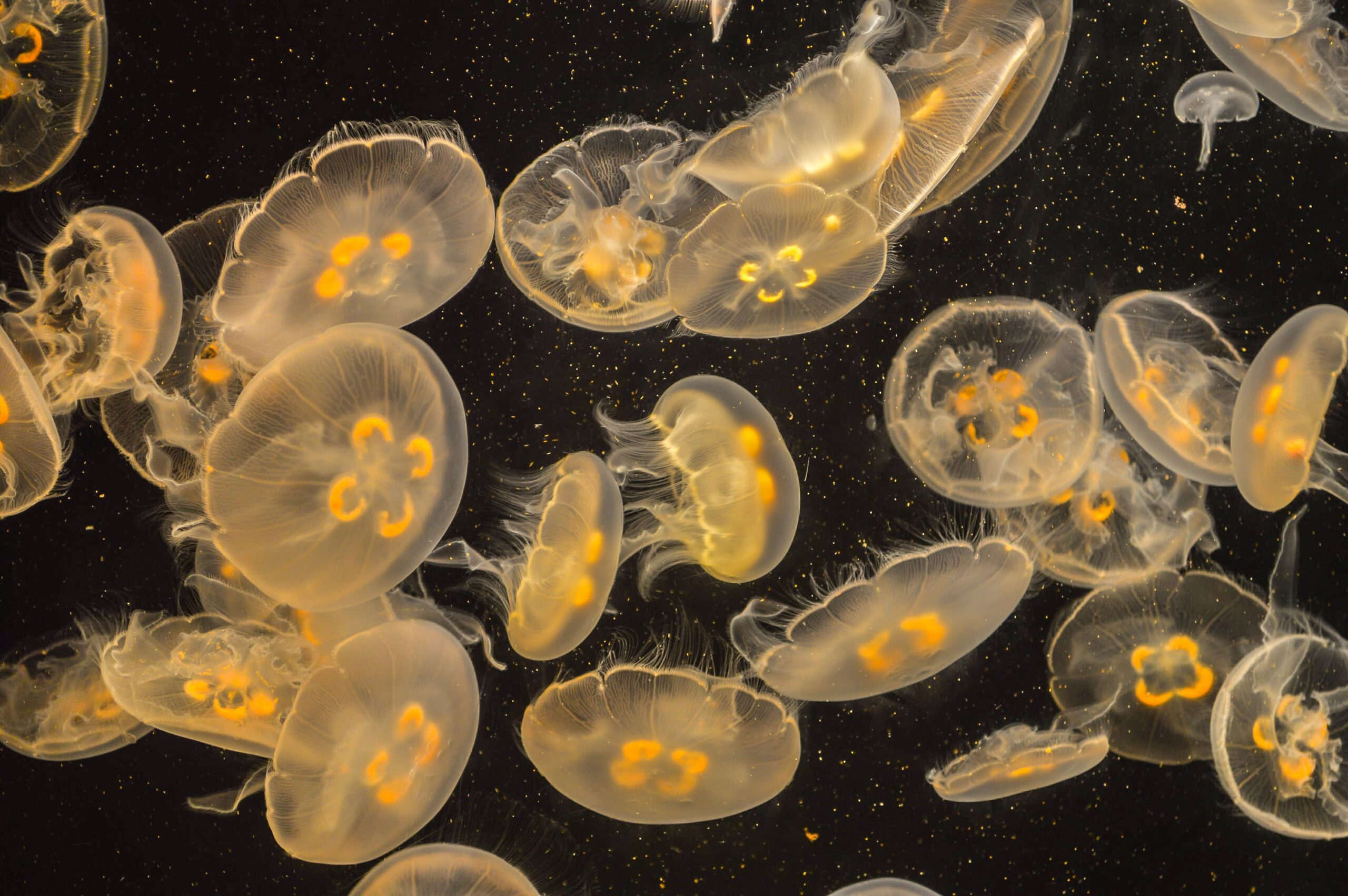 Long Beach Aquarium
