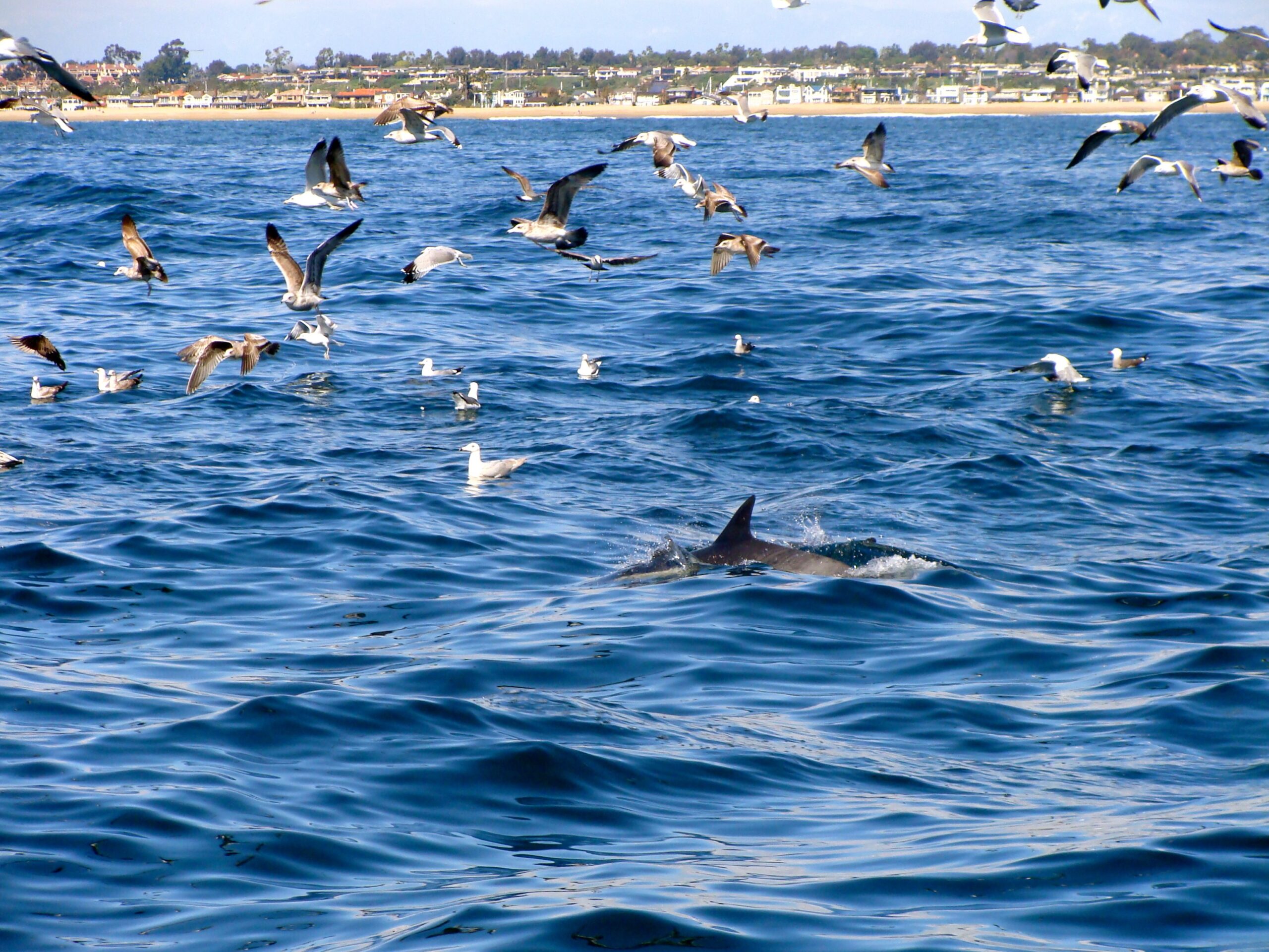 Los Angeles Whale Watching
