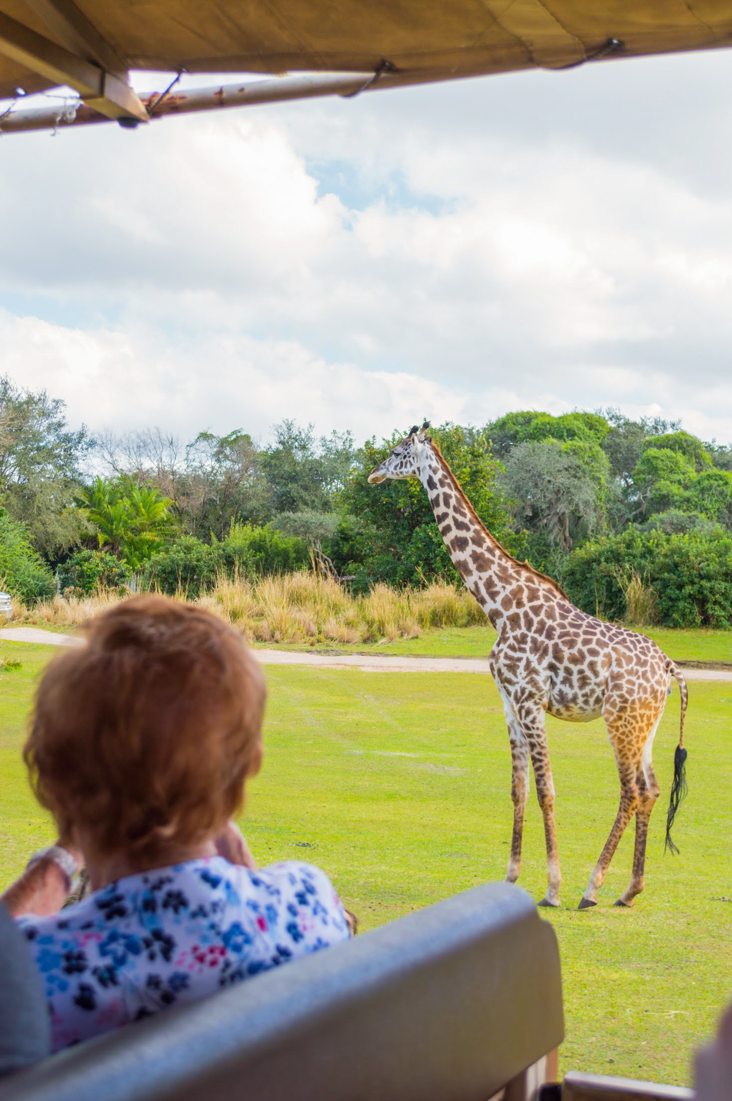 Animal Kingdom Kilimanjaro Safari
