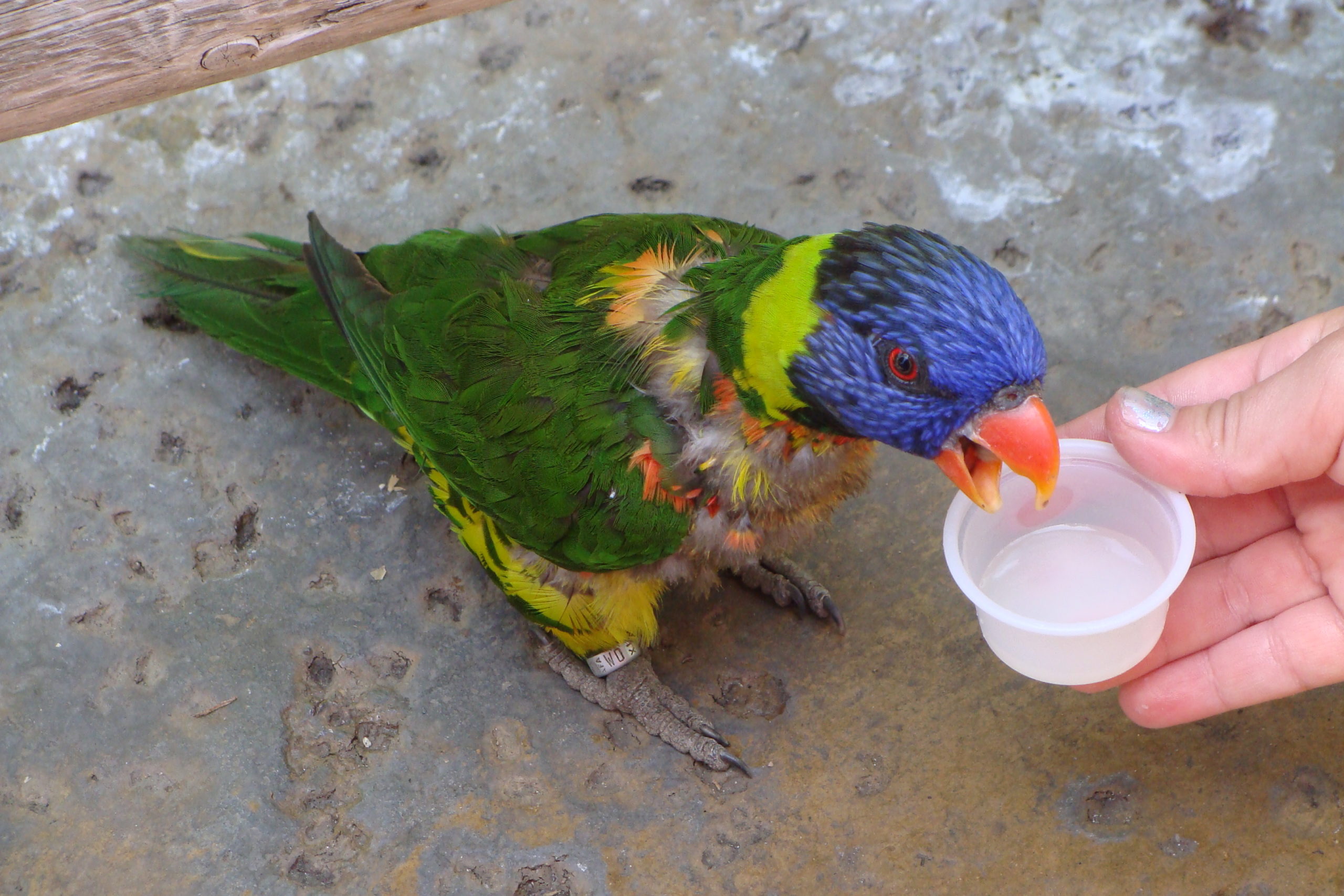Aquarium of the Pacific in Long Beach Lorikeet Forest