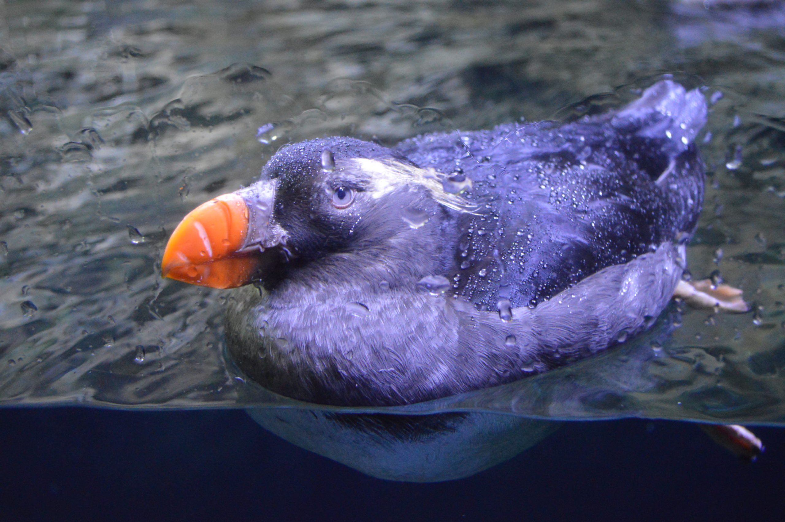 Where to see puffins in California