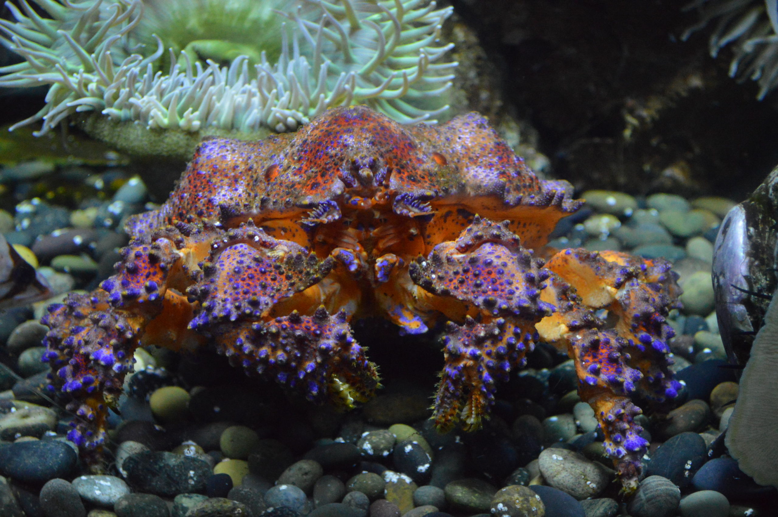 Crab at the Aquarium of the Pacific in Long Beach