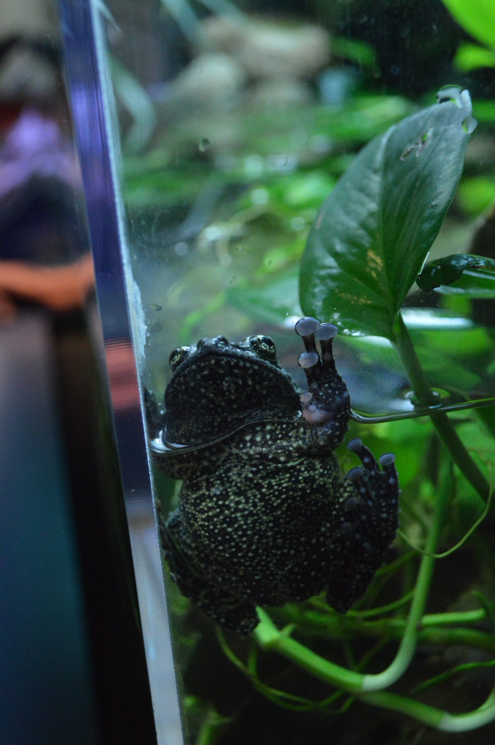 Frogs at the Aquarium of the Pacific in Los Angeles Long Beach California Southern California