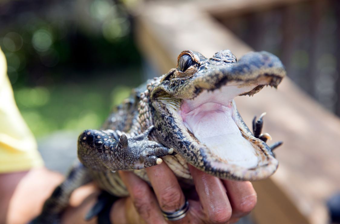 baby alligator in a ranger's hands
