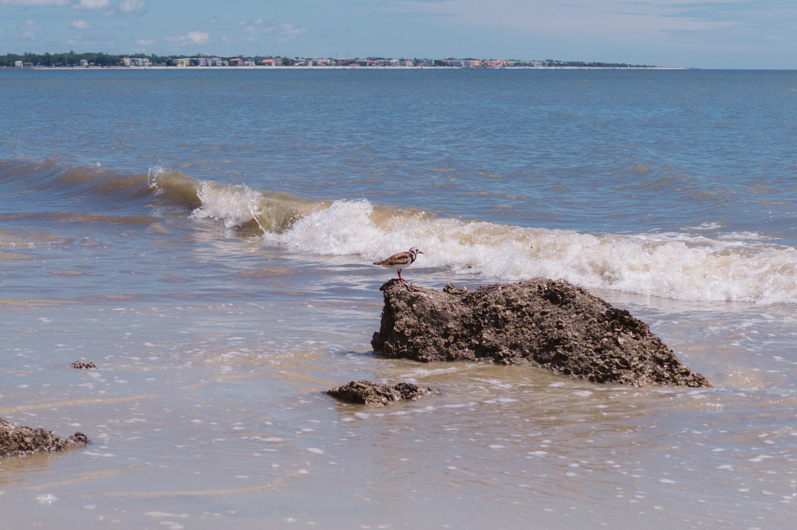 fun things to do in Jekyll Island include birdwatching on the beaches