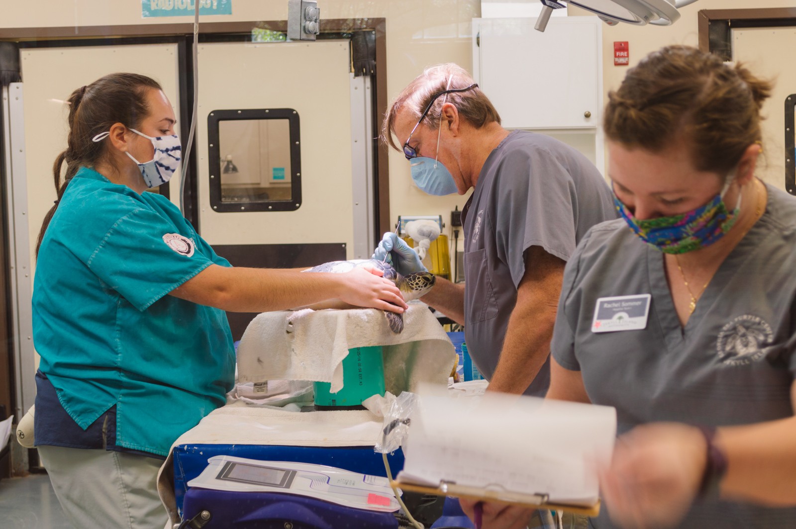 A veternarian and nurse performing a minor procedure on a sea turtle with a nurse filling out paperwork on a clipboard in the foreground.