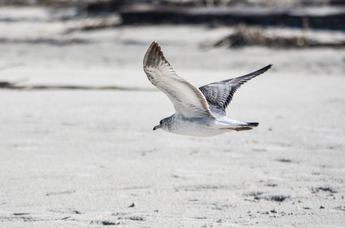 bird flying low over a white sand beach