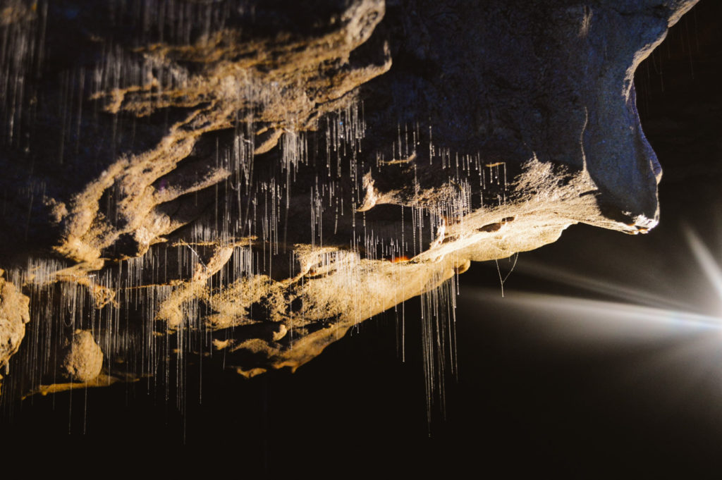 glowworms in a cave illuminated with a flashlight