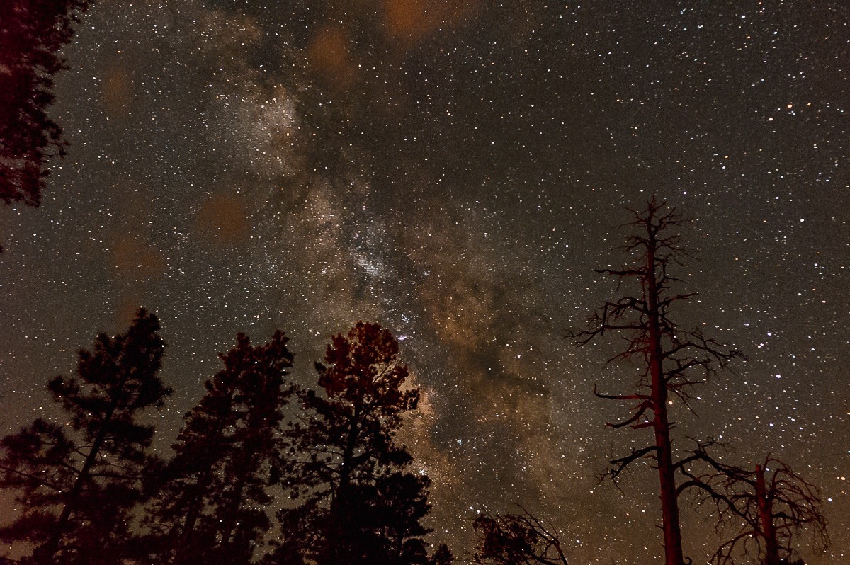 Milky Way photo with pine trees in the foreground
