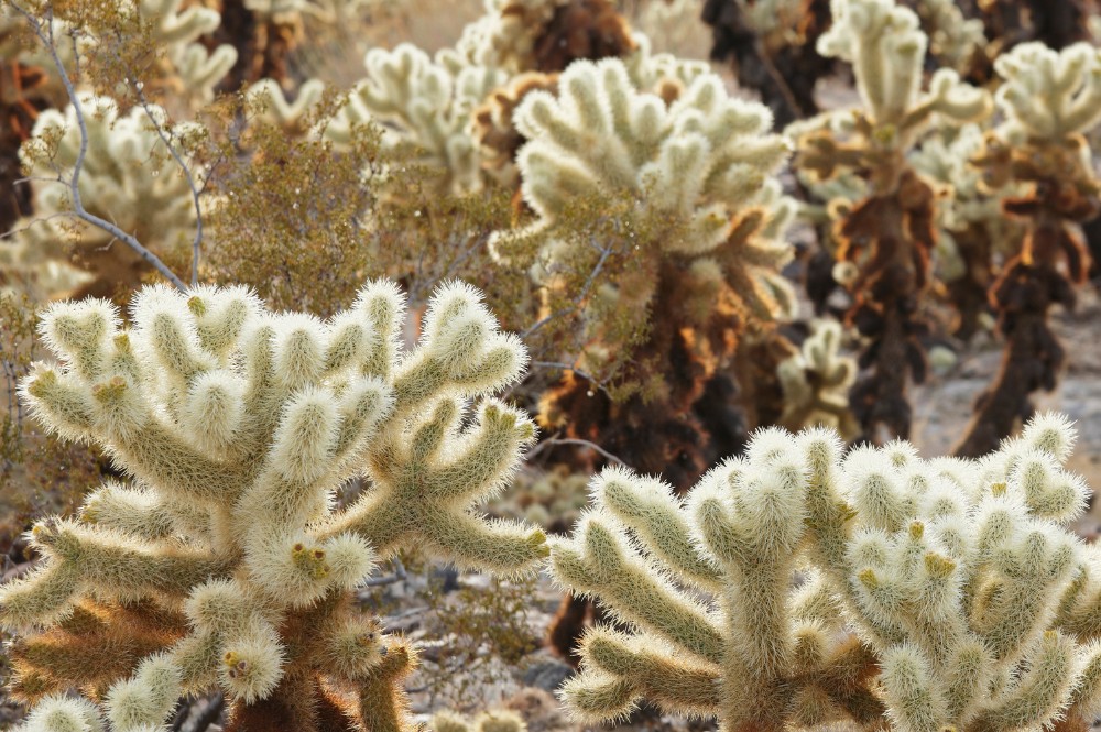 teddybear cactus plants also called cholla cacti that are a light mint green in color and small and short on the ground