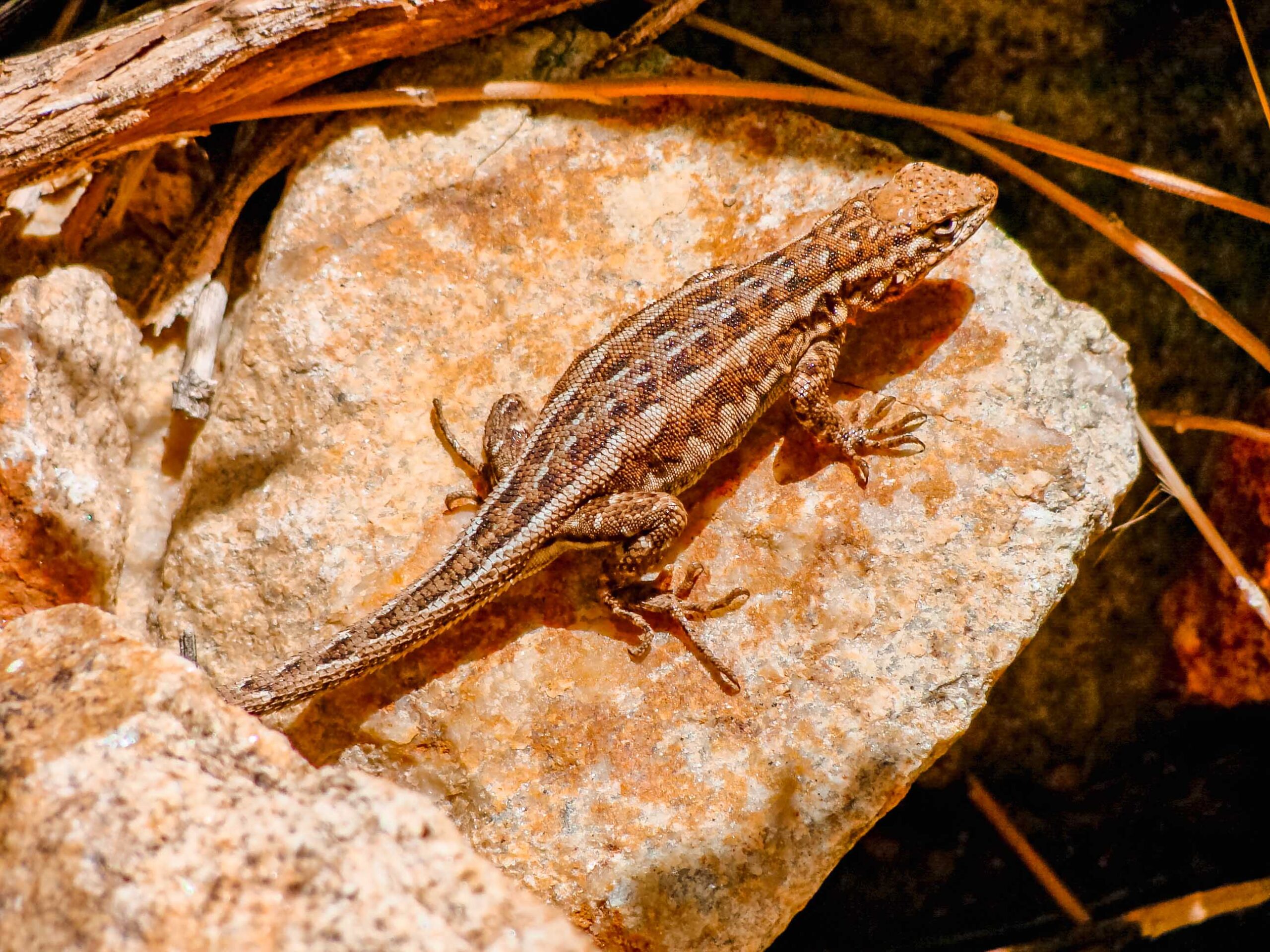brown desert lizard on a rock facing the right with sticks around the rock