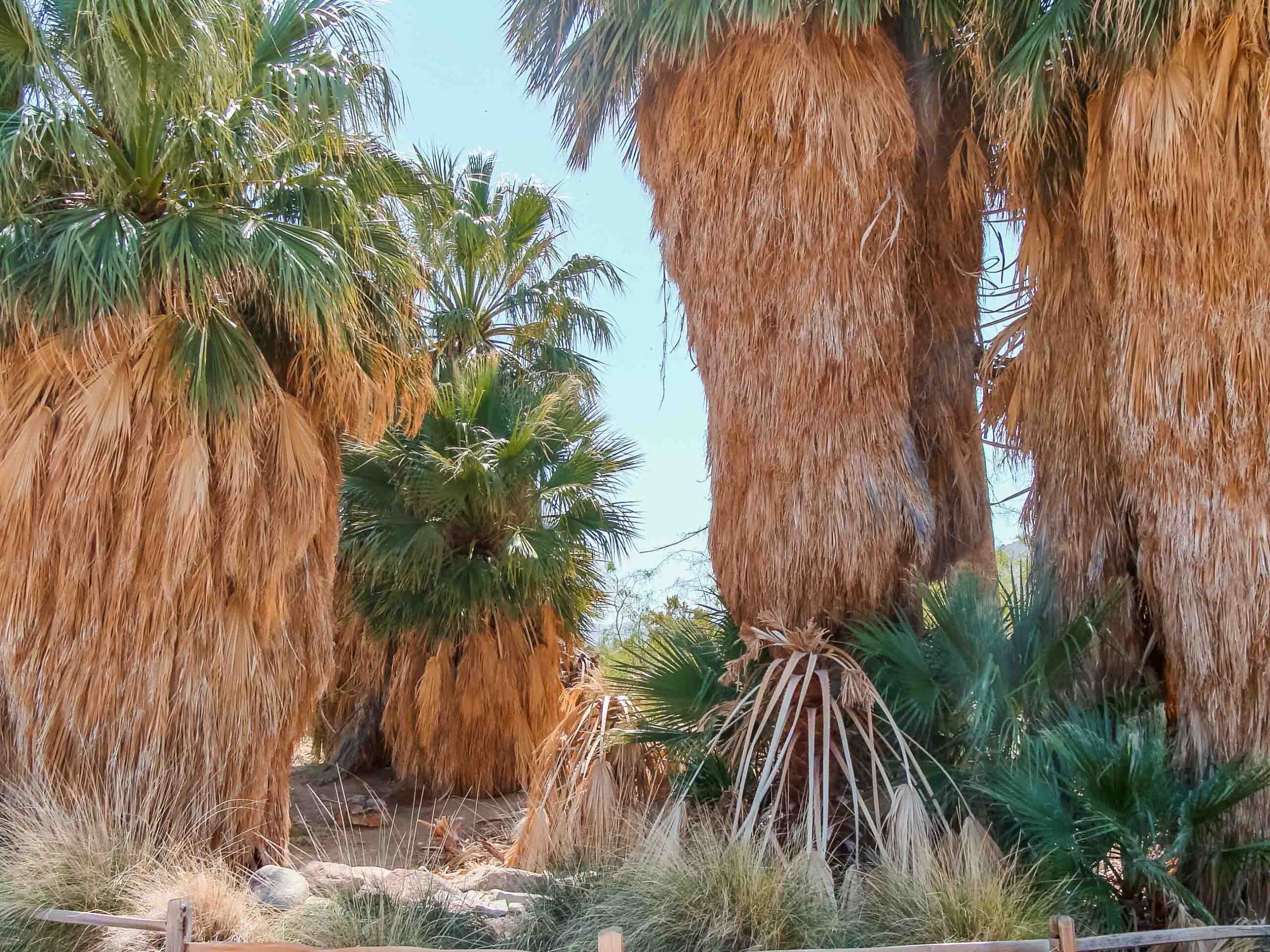 Oasis of Mara in Joshua Tree National Park, collection of palm trees around a small body of water in the middle of the desert