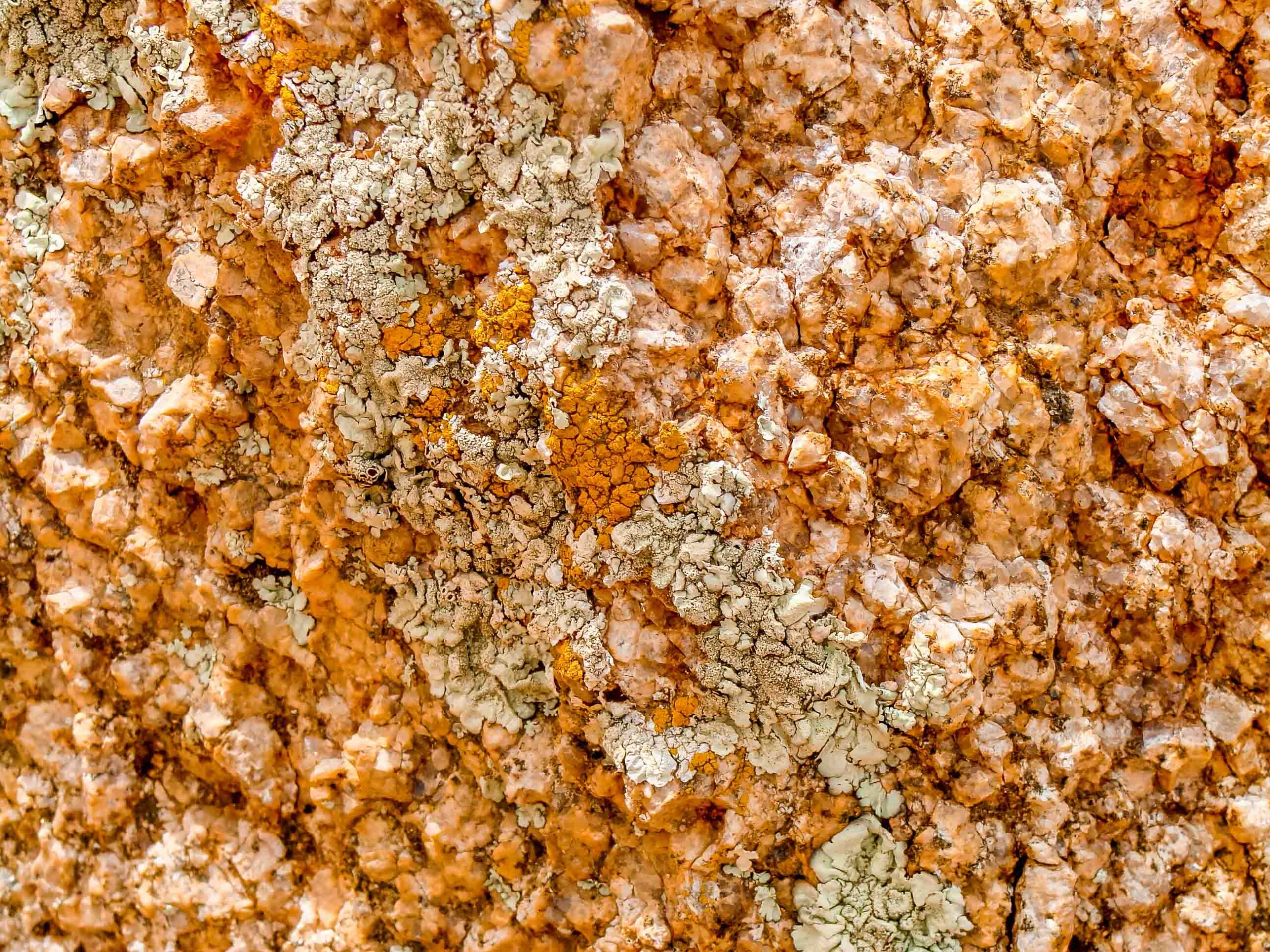 gold and mint green colored lichen on a desert rock in California