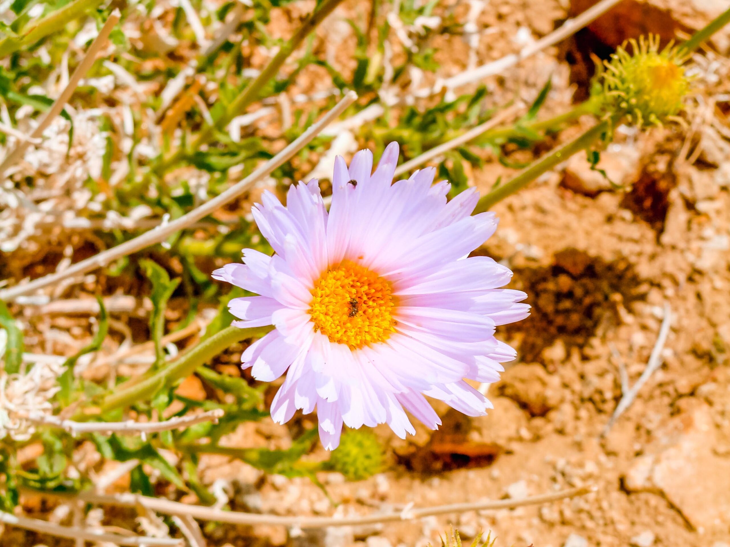 Purple desert wildflower blooming in the spring in Joshua Tree National Park, one of the best times to visit