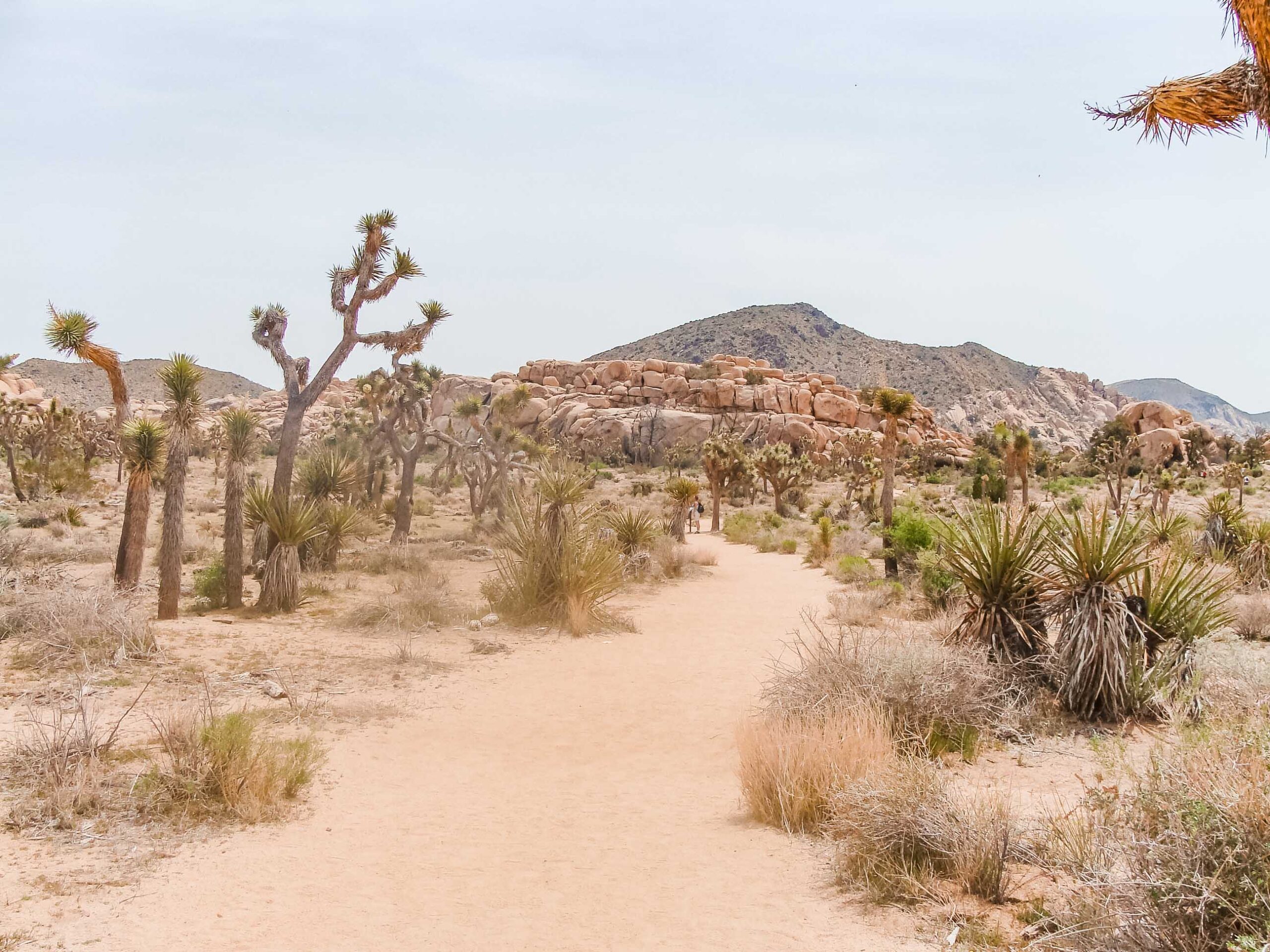 dirt path leading away from camera with Joshua trees in the background and other desert plants and mountains in the background