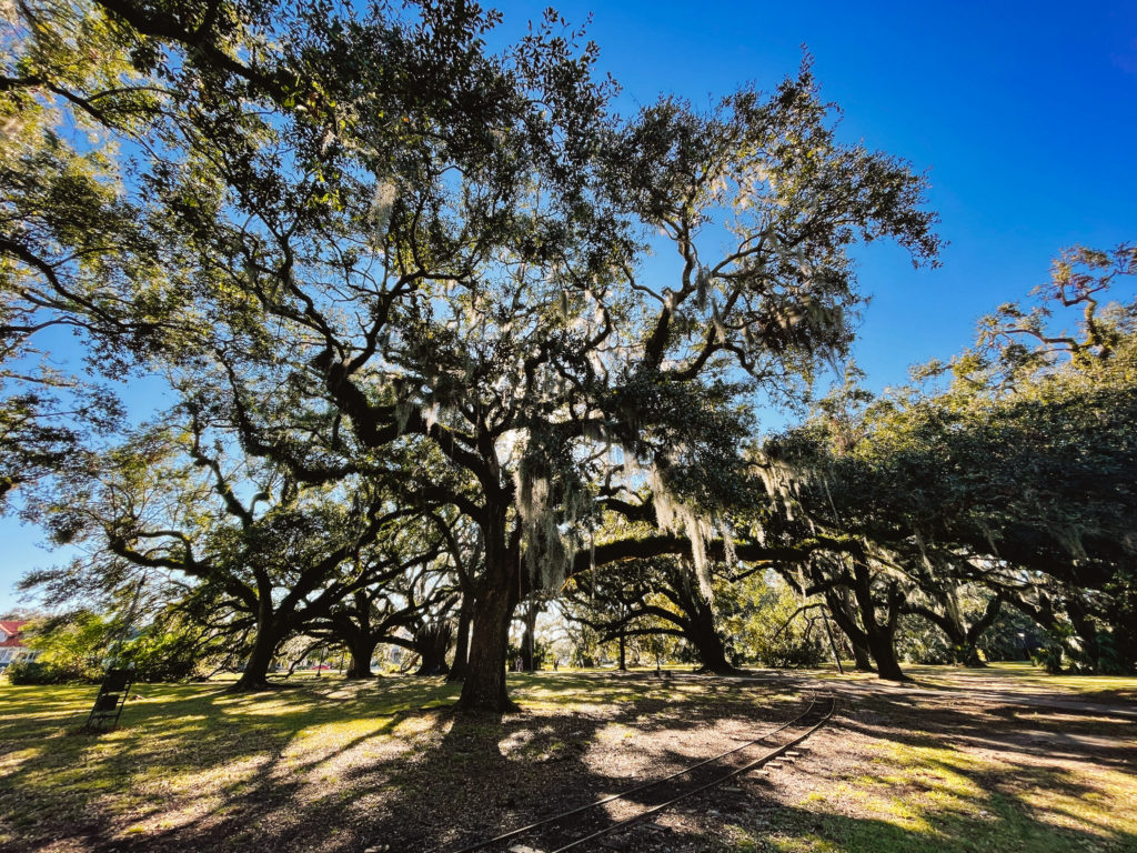 oak tree with spanish moss in New Orleans city park