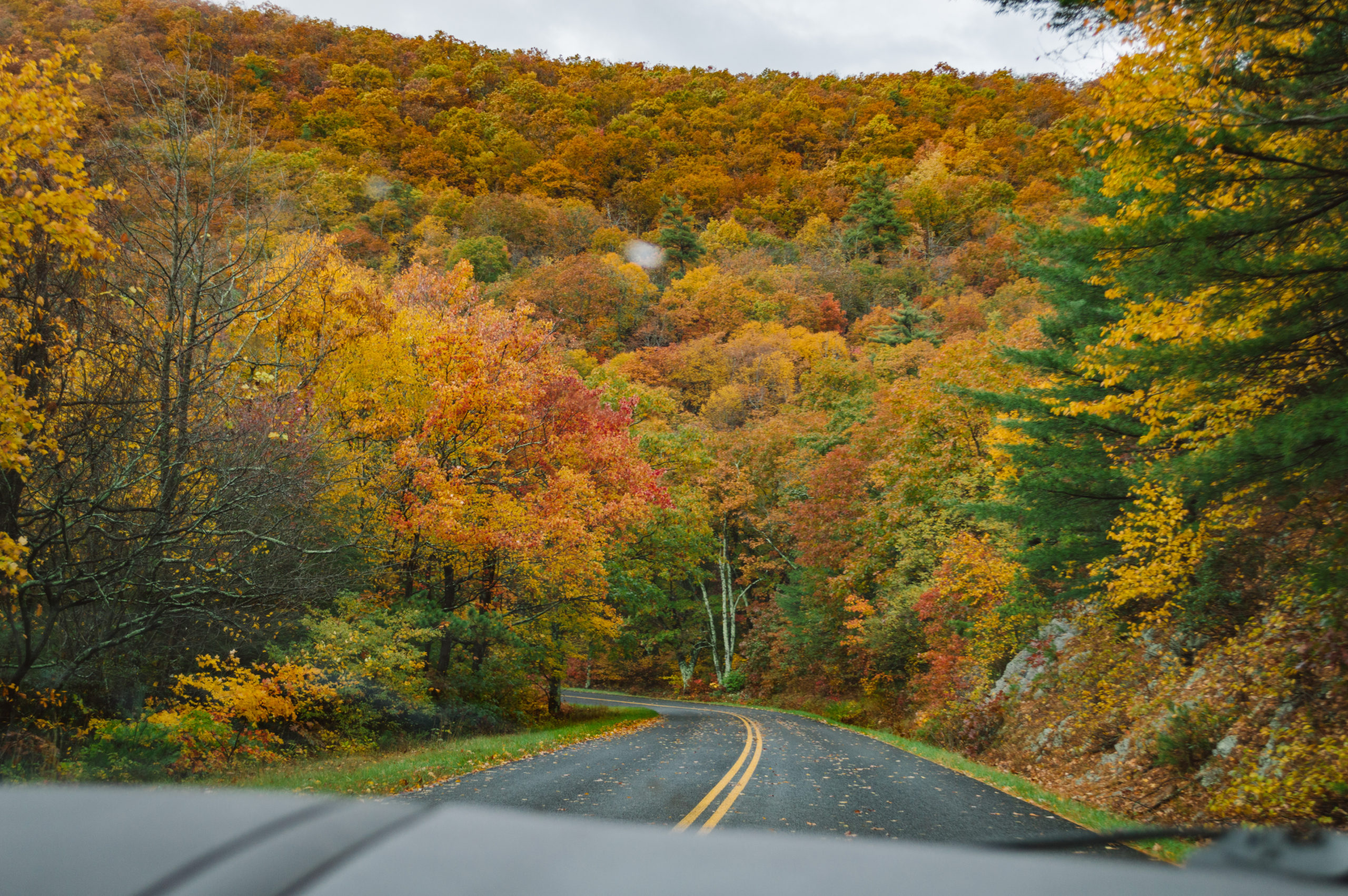 view looking out front dash of a car at fall foliage covered mountains during October