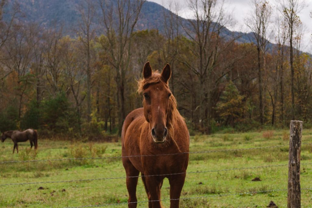 brown horse looking directly at camera head on with grassy pasture and mountains behind