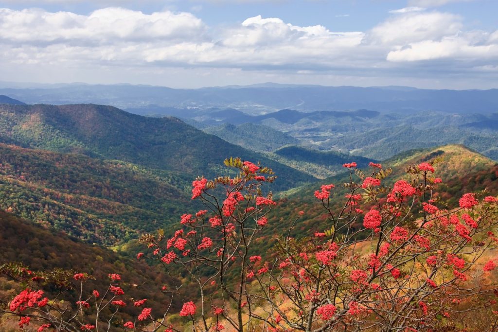 view of red flowers atop a mountain with other mountains in the background