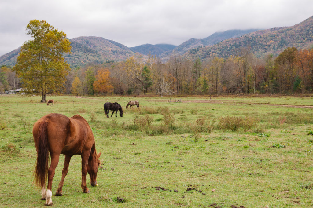 Horses in Cades Cove valley with mountains surrounding