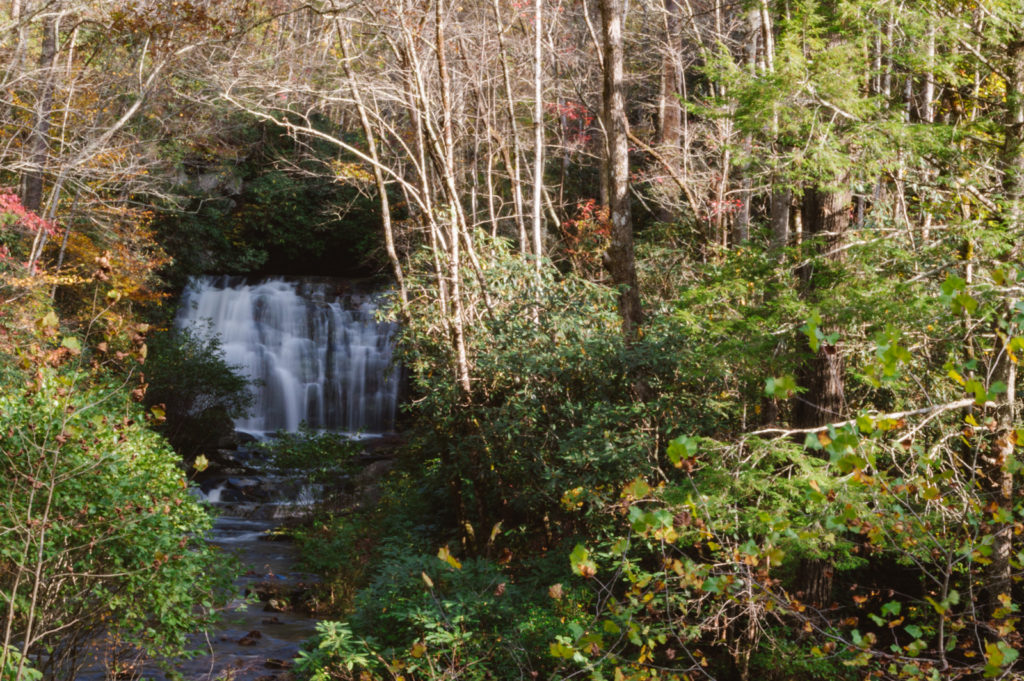 waterfall set back within a forest within view