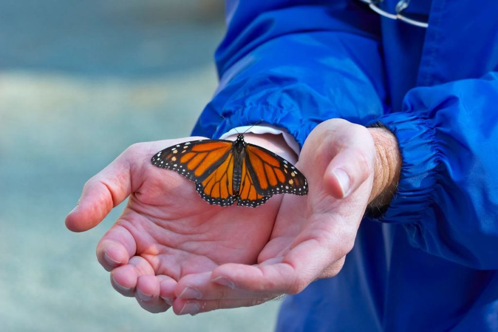 woman's hands holding a monarch butterfly