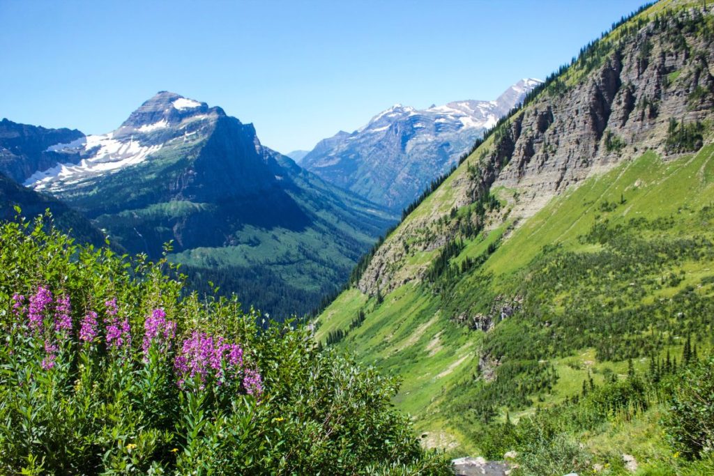 Glacier National Park mountains with purple flowers in the front on a clear sunny day