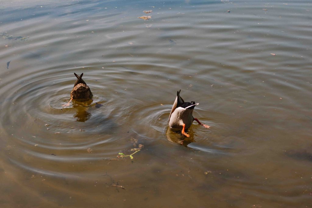 Ducks upside down in water with their butts in the air.