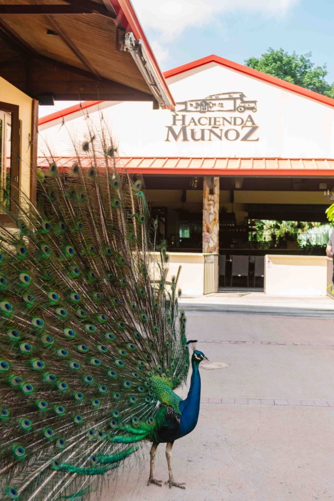 Puerto Rico coffee plantation with a peacock in front