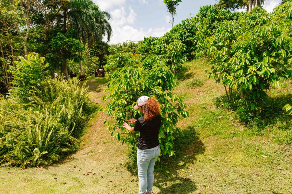 woman showing green coffee beans on a bush on a coffee plantation