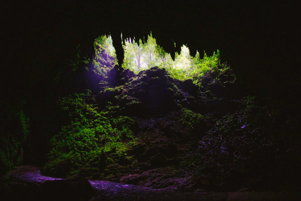 View from inside Camuy River Cave in Puerto Rico looking out at forest