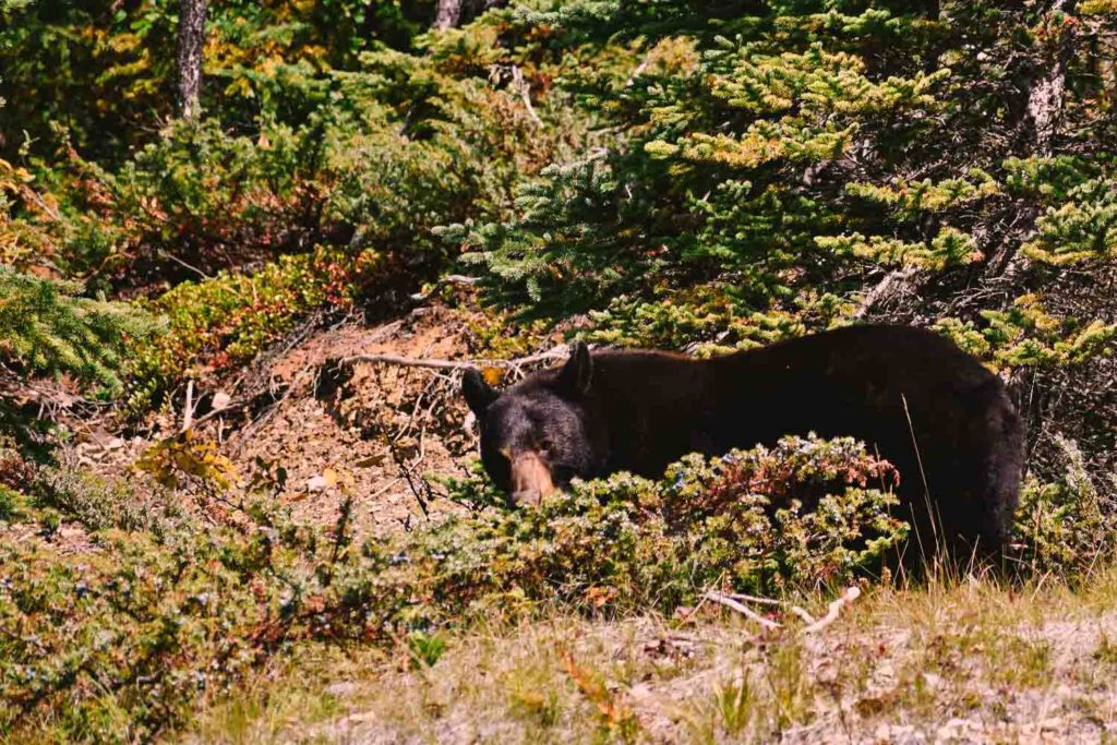 Black bear in the wild in Denali, Alaska in autumn