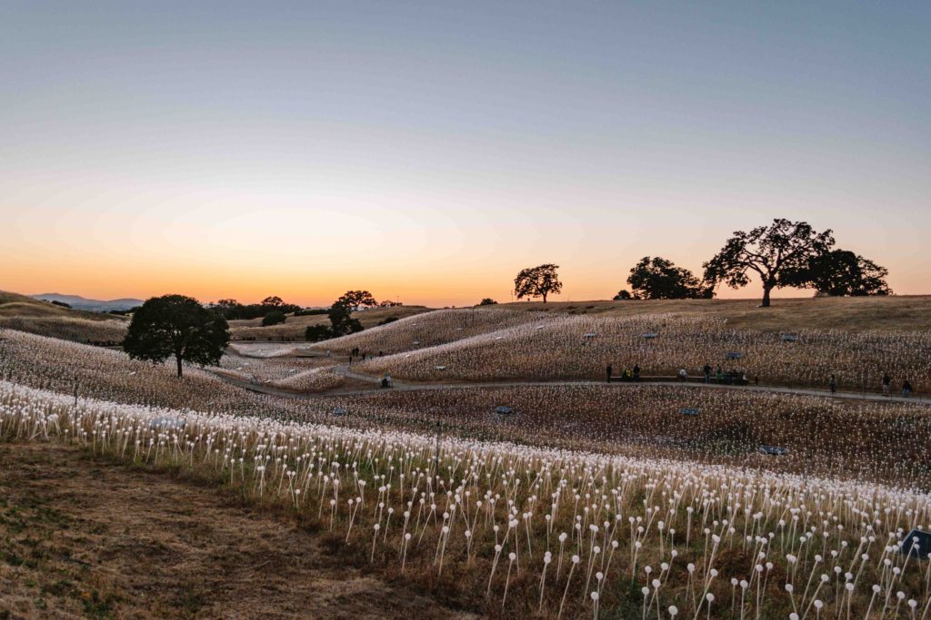 Field of Light at sunset illuminated but it looks like white bulbs because it is not dark enough to see the colorful lights