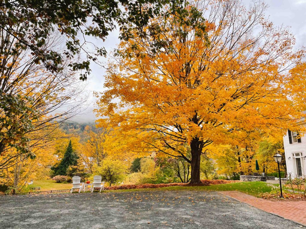 Woodstock bed and breakfast in Vermont in fall with large yellow tree and two adirondack chairs