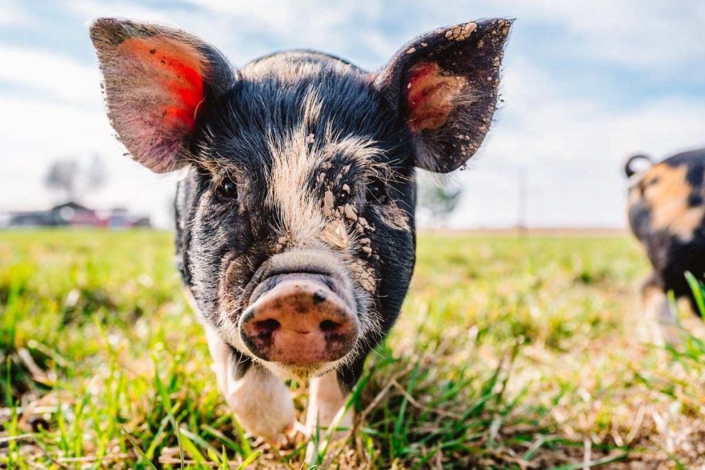 A small black and tan pig in grass