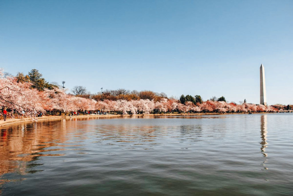 View of the cherry blossoms along Tidal Basin in Washington DC where the water is in front, cherry blossoms line the waterfront, and Washington monument is seen in the distance to the right