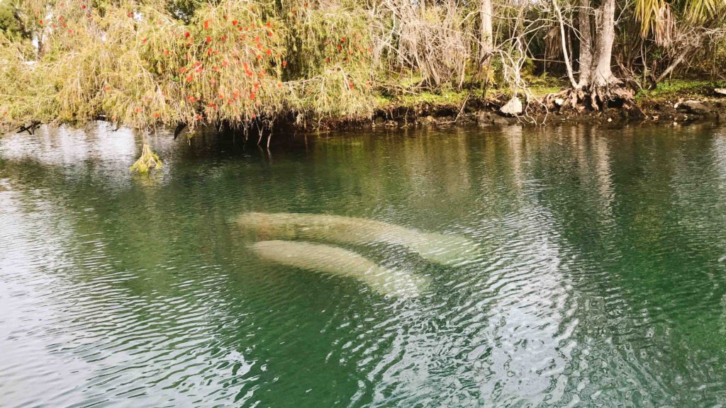 Swim with manatees in Crystal River Florida