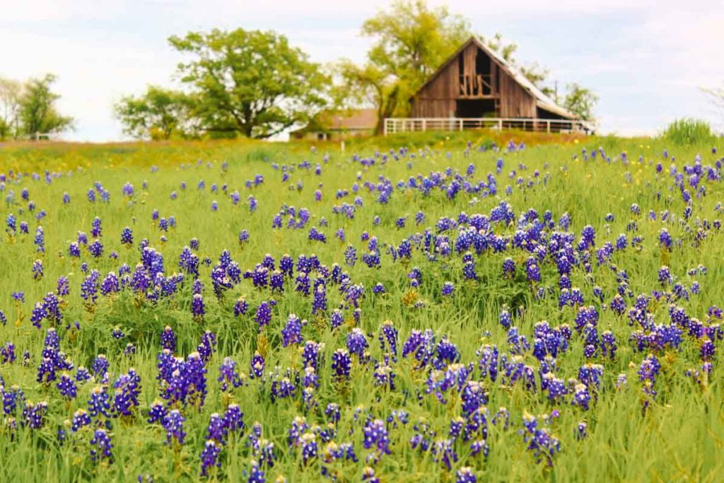 View of bluebonnets in bloom in Ennis Texas with a wood cabin the background