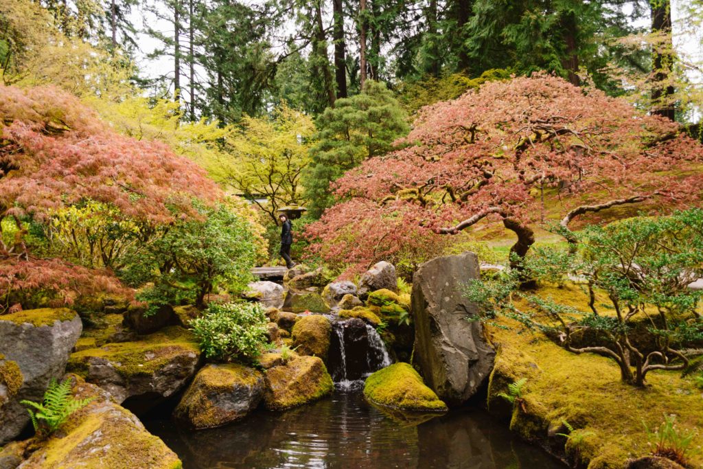 Japanese garden in spring with a small waterfall and Japanese maple trees