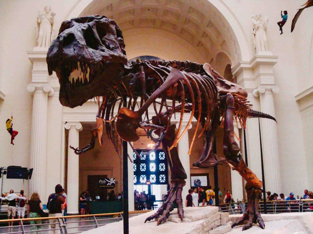 Chicago Field Museum exhibit with Sue, the tyrannosaurus Red