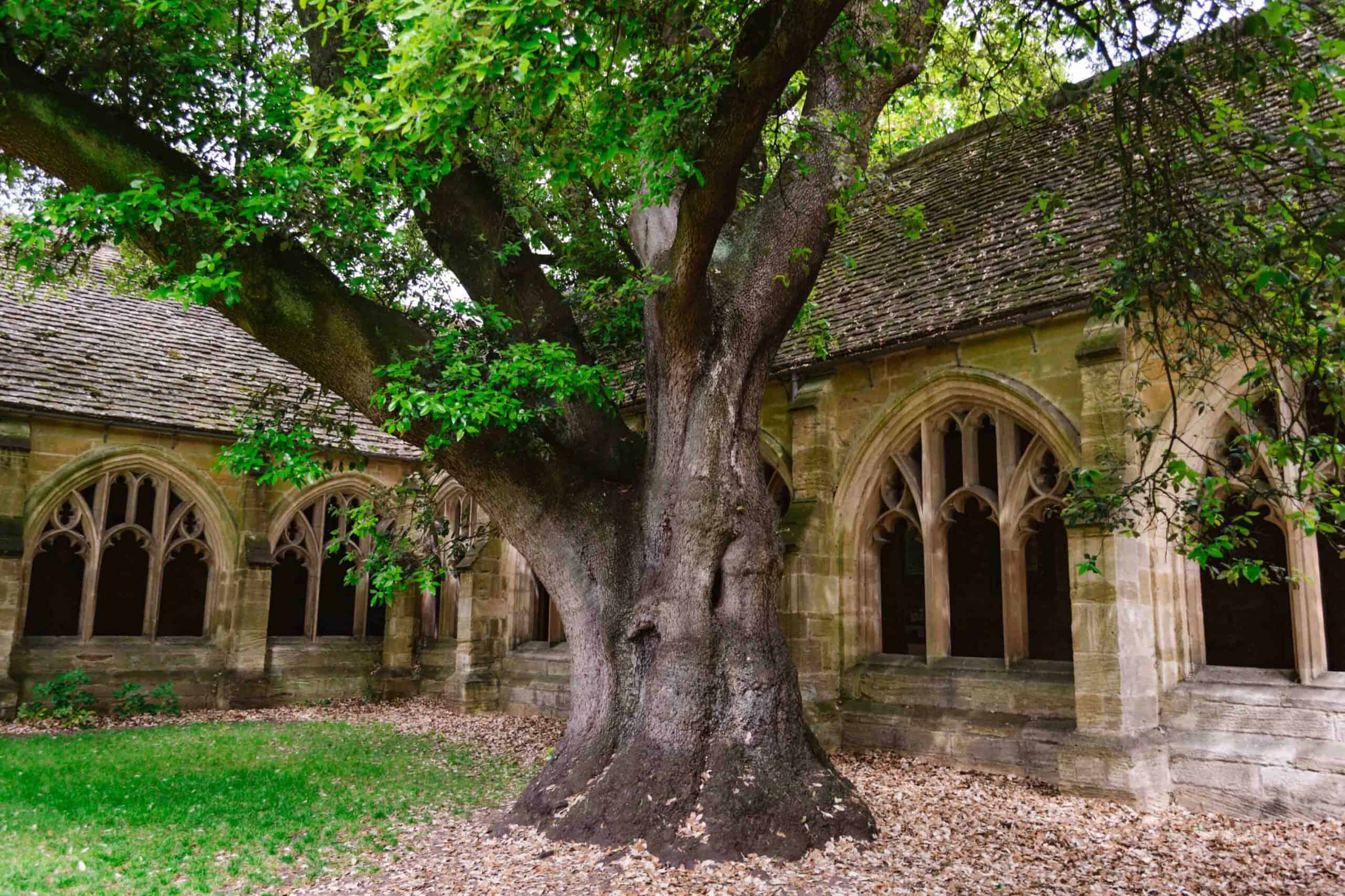 New College Oxford's Draco Tree