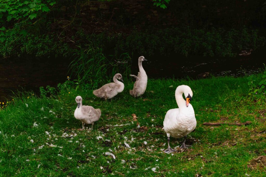 White mother goose and three grey goslings on a grassy hill located in the cute town of Bibury in the UK