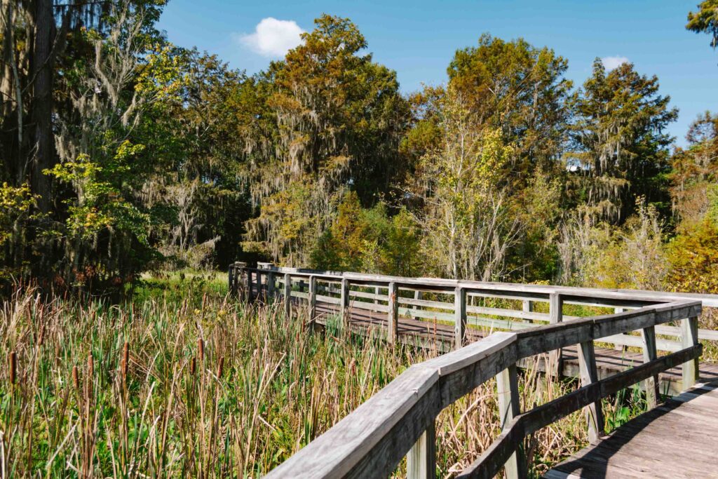 Phinizy Swamp Nature Center Boardwalk trail with cat tails, spanish moss covered trees, and lots of trees on a sunny day