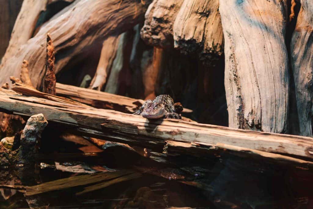 TN Aquarium's River Journey exhibit with an alligator on a log, shown here