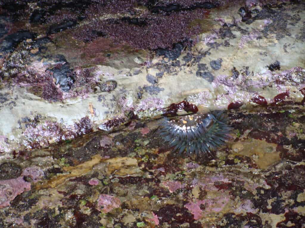 Green and purple sea anemone in a tide pool in San Diego California