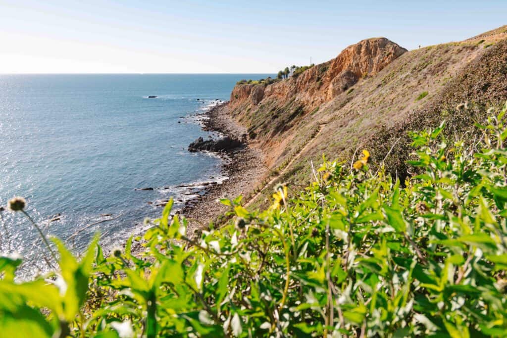 Most beautiful rugged coastline in Los Angeles in city of Palos Verdes with the ocean to the left and cliffside to the right and green flower bush in the foreground