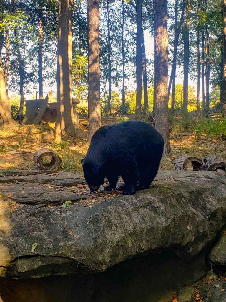 North Carolina Zoo conservation efforts are in full swing, which you'll learn on a guided tour where you may see black bears, photographed here