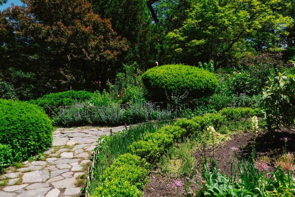Shakespeare Garden in Central Park in late spring, which has flowers named in his works