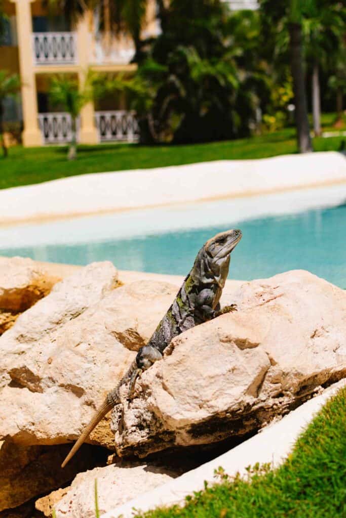 Mexico's wildlife includes iguanas shown here perched on a rock
